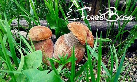 Інтернет магазин "База лісу" пропонує збут карпатських грибів харчовим та рестор. . фото 5