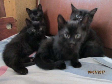 Котята без единого чёрного пятнышка, 2,5 месяца.  Изящная чёрная красота. 
Без . . фото 3