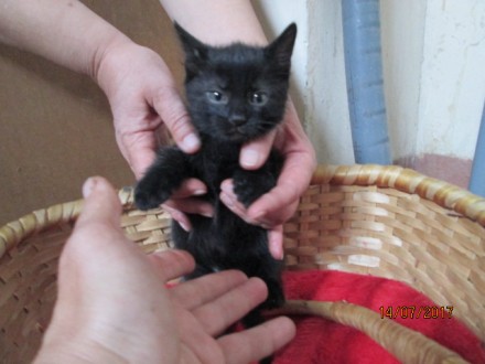 Котята без единого чёрного пятнышка, 2,5 месяца.  Изящная чёрная красота. 
Без . . фото 4