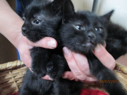 Котята без единого чёрного пятнышка, 2,5 месяца.  Изящная чёрная красота. 
Без . . фото 2