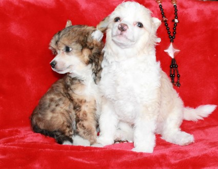 Предлагаются к продаже щенки китайской хохлатой пуховые рожденные 30 мая 2017 г.. . фото 7
