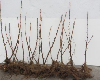 Продам саджанці чорної смородини (висота рослин від 50 см) сортів: Ювілейна Копа. . фото 2