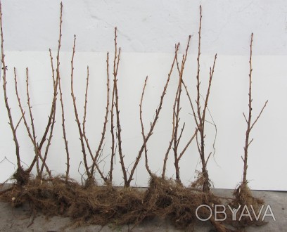 Продам саджанці чорної смородини (висота рослин від 50 см) сортів: Ювілейна Копа. . фото 1