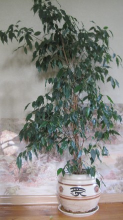 Фикус Бенджамина «Наташа» — красивое и оригинальное растение, которое станет укр. . фото 2