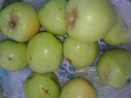 высокий уровень железа в яблоках способствует повышению гемоглобина и снижает ве. . фото 3