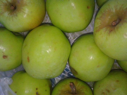 высокий уровень железа в яблоках способствует повышению гемоглобина и снижает ве. . фото 2