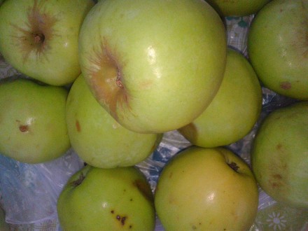 высокий уровень железа в яблоках способствует повышению гемоглобина и снижает ве. . фото 4