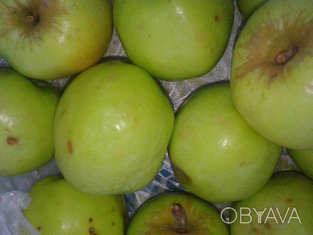 высокий уровень железа в яблоках способствует повышению гемоглобина и снижает ве. . фото 1