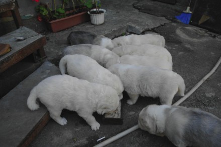 Продам щенков кавказской белой овчарки. Щенки родились 4-5 июля. Есть мальчики и. . фото 3