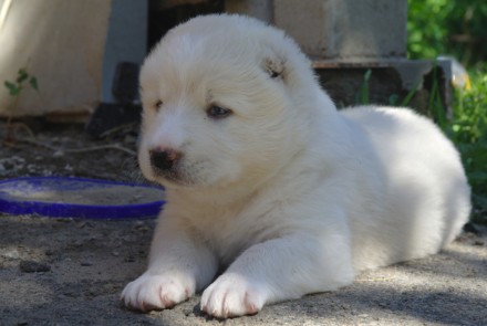 Продам щенков кавказской белой овчарки. Щенки родились 4-5 июля. Есть мальчики и. . фото 6