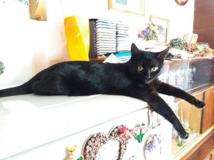 Пропала черная кошка. 
Глаза желтые, белое пятнышко на животе, короткая шерсть.. . фото 3