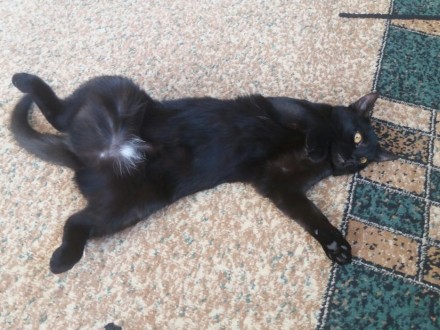Пропала черная кошка. 
Глаза желтые, белое пятнышко на животе, короткая шерсть.. . фото 2