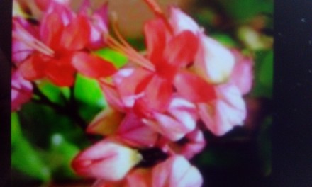 Укоренённые черенки комнатного красивоцветущего растения. В продаже крепкие саже. . фото 2