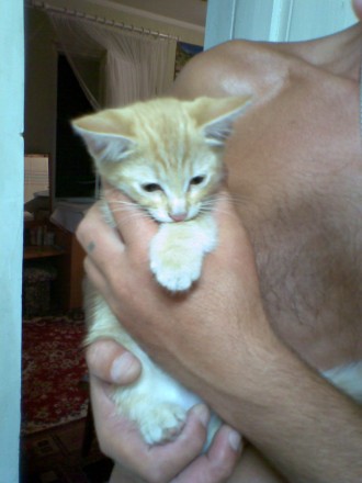 Отдам бесплатно в хорошие руки рыжего котёнка(2 месяца),мальчик.. . фото 3