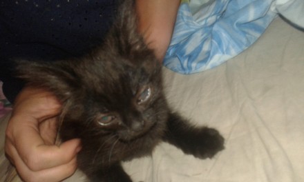 подарю черного котенка с белым галстучком на шейке, оч игривый, кушает пока что . . фото 2