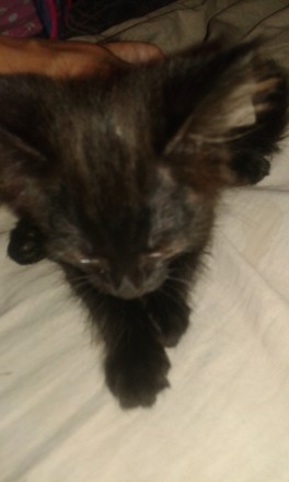 подарю черного котенка с белым галстучком на шейке, оч игривый, кушает пока что . . фото 3