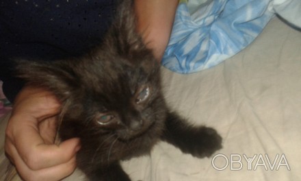 подарю черного котенка с белым галстучком на шейке, оч игривый, кушает пока что . . фото 1