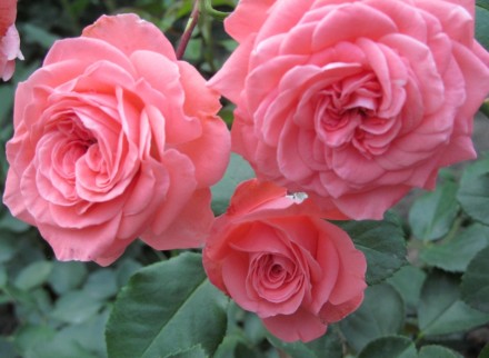 салданці троянд. . фото 2
