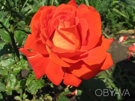 Очень яркая чайногибридная роза. Куст прямостоячий, высотой 100-120см. Цветок ди. . фото 1