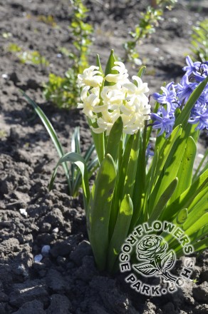 Гіаци́нт (від грец. Ὑάκινθος, Hyacinthus) — рід багаторічних цибулинних рослин р. . фото 3