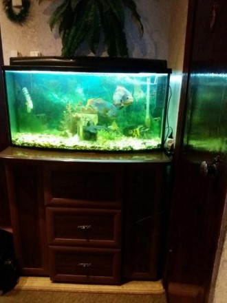 продается аквариум на 200 литров ,комод,и рыбки!Комод-высота 96 см,длина 105 см,. . фото 5