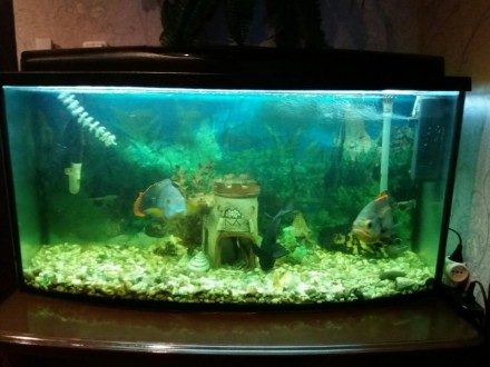 продается аквариум на 200 литров ,комод,и рыбки!Комод-высота 96 см,длина 105 см,. . фото 4