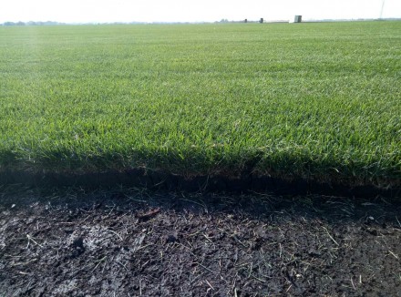 Рулонный газон от производителя в Днепре.                                 Работа. . фото 3