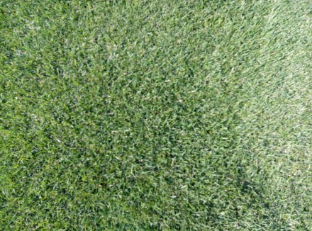 Рулонный газон от производителя в Днепре.                                 Работа. . фото 4