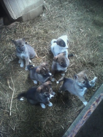 Продам щенков Западно-сибирской лайки от рабочих родителей (охотничьих).Звонить . . фото 3