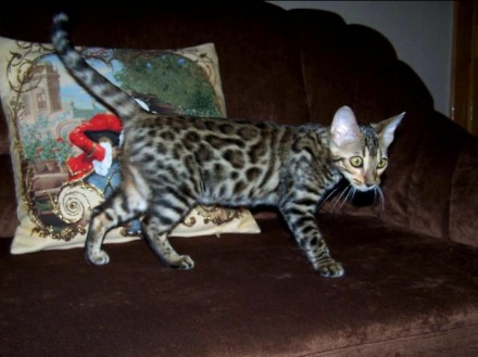 Самые добрые и ласковые леопарды в мире - это бенгальские котята! Яркие, нарядны. . фото 4
