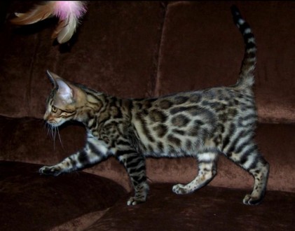 Самые добрые и ласковые леопарды в мире - это бенгальские котята! Яркие, нарядны. . фото 6