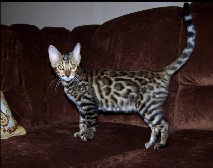 Самые добрые и ласковые леопарды в мире - это бенгальские котята! Яркие, нарядны. . фото 2