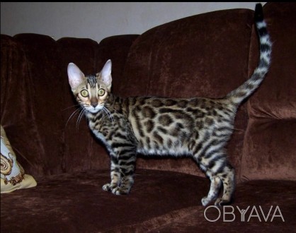 Самые добрые и ласковые леопарды в мире - это бенгальские котята! Яркие, нарядны. . фото 1