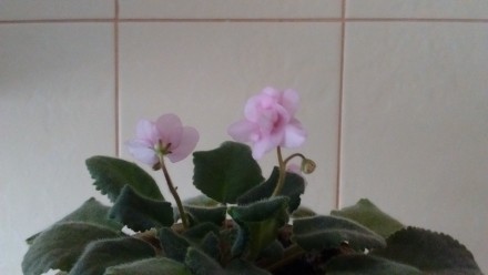 Продам фиалки. Фото 1,2 примеры цветения материнского растения. 
Есть возможнос. . фото 2