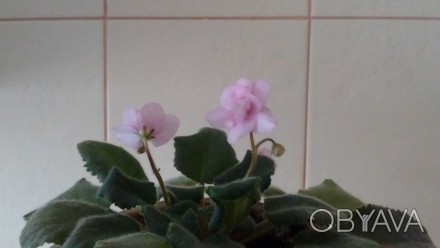 Продам фиалки. Фото 1,2 примеры цветения материнского растения. 
Есть возможнос. . фото 1