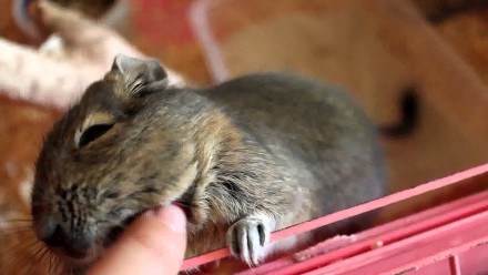 Продам маленьких мышек Дегу.. . фото 6