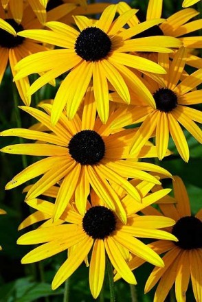Шикарные ярко-жёлтые кусты до 60 см не требующие опоры. Цветущие с конца июня до. . фото 2