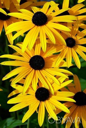 Шикарные ярко-жёлтые кусты до 60 см не требующие опоры. Цветущие с конца июня до. . фото 1