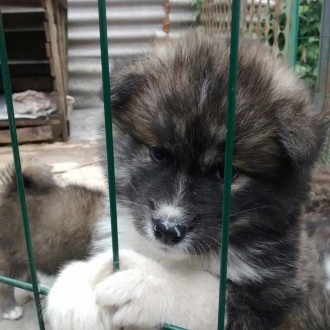 Продаются щенки японской Акита Ину, от чистокровных родителей папа тигровый, мам. . фото 2