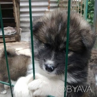 Продаются щенки японской Акита Ину, от чистокровных родителей папа тигровый, мам. . фото 1