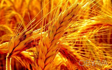 Гидролизованный протеин пшеницы (сухой) 10 грамм 38 грн

Если  Вы задумались о. . фото 1