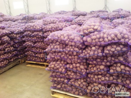 Продам картошу крупным оптом в Черниговской область.

Сорта:

        Романо. . фото 1