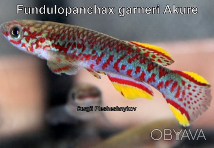 Афиосемион гарднера – небольшая, выносливая, тропическая рыбка с фантастически к. . фото 1