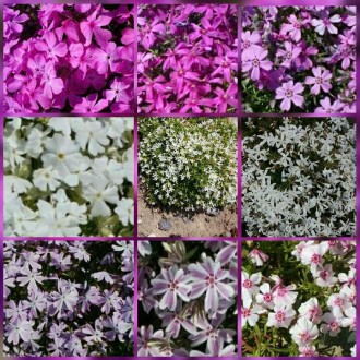 флокс шиловидный вечнозеленый,цветет май-июнь,есть розовый ,малиновый,белый с цв. . фото 2