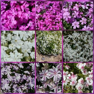 флокс шиловидный вечнозеленый,цветет май-июнь,есть розовый ,малиновый,белый с цв. . фото 1