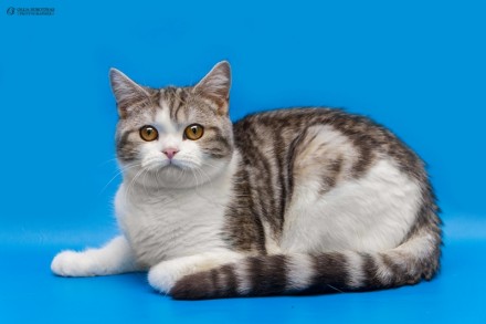 Предлагаем Вам приобрести для себя очаровательных клубных котят шотландских стра. . фото 6
