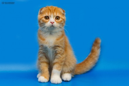 Предлагаем Вам приобрести для себя очаровательных клубных котят шотландских стра. . фото 5