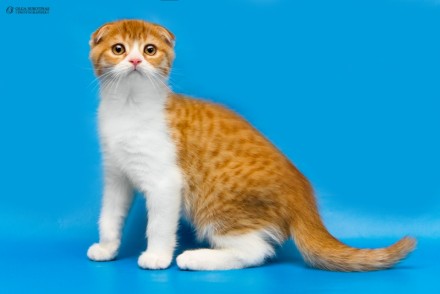 Предлагаем Вам приобрести для себя очаровательных клубных котят шотландских стра. . фото 3