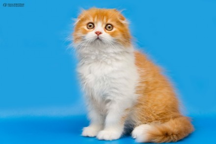 Предлагаем Вам приобрести для себя очаровательных клубных котят шотландских стра. . фото 2