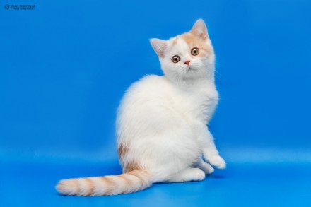 Предлагаем Вам приобрести для себя очаровательных клубных котят шотландских стра. . фото 7